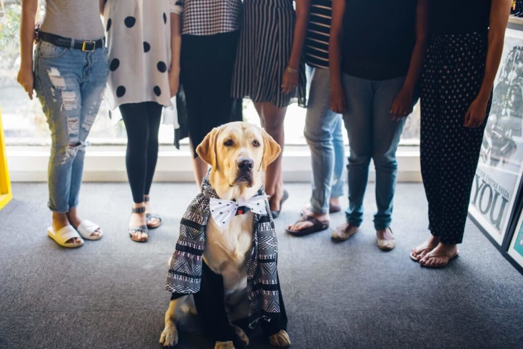 are dogs allowed in malls in india