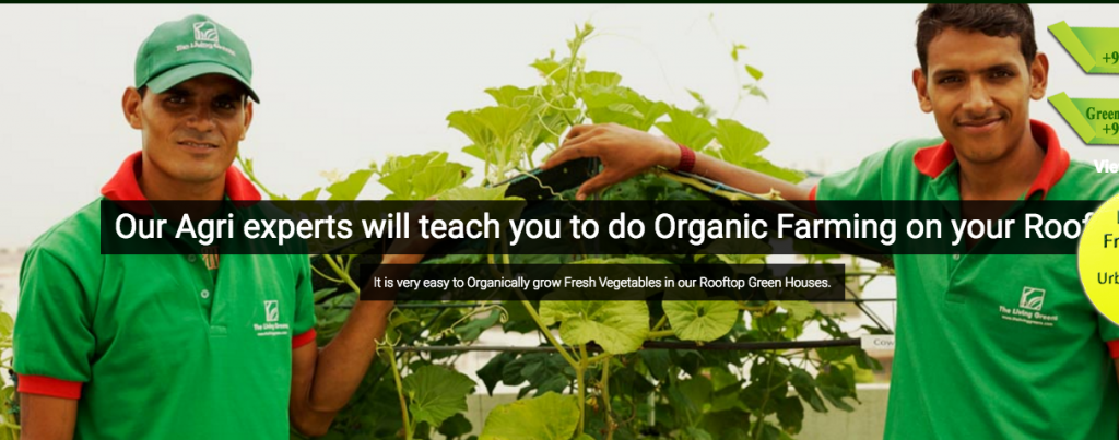 LivingGreens rooftop farming