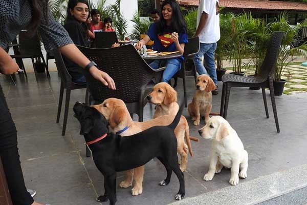 TherPup dog cafe bengaluru