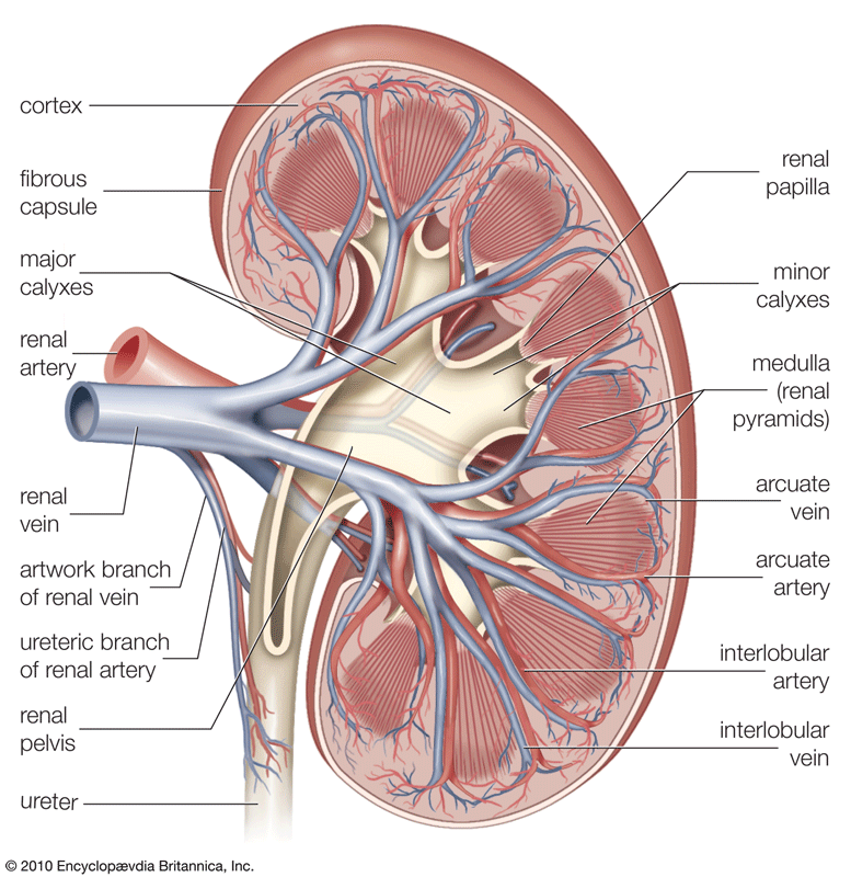 kidney01
