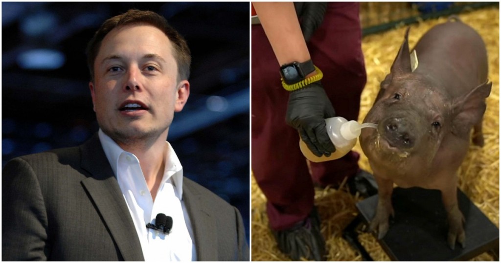 elon musk neuralink pigs