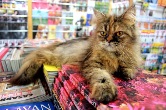 Cats-at-magazine-store-bangalore