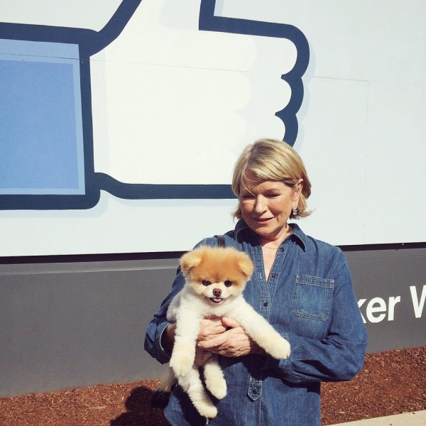 These Companies Allow Pets At Work And How!